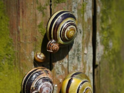snails