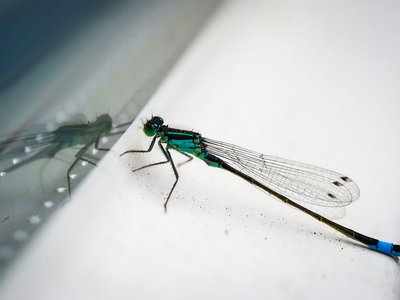 dragonfly reflecting
